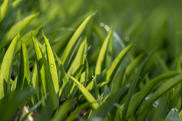Bärlauch (Allium ursinum)