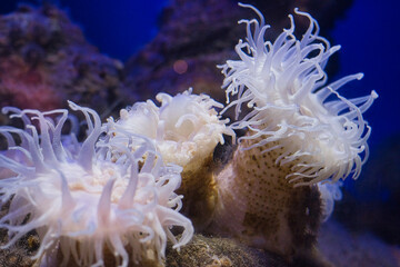 イソギンチャク