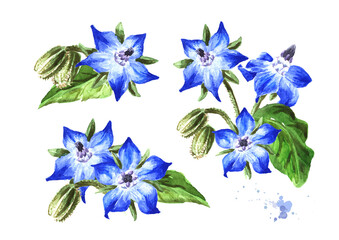 Obraz na płótnie Canvas Borage plant (Borago officinalis) flowers and buds set. Watercolor hand drawn illustration, isolated on white background