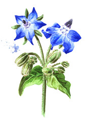 Borage plant (Borago officinalis) with flowers and buds. Watercolor hand drawn illustration, isolated  on white background