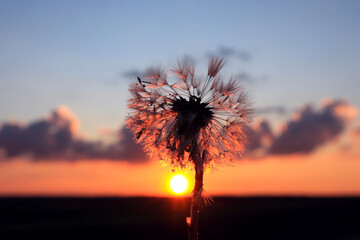 The silhouette of a dandelion with dew drops on the background of the setting sun on a spring evening, close-up