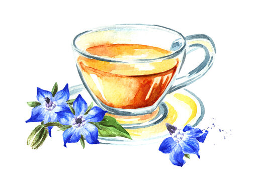 Herbal tea with fresh Borage or Borago flowers. Hand drawn watercolor illustration isolated on white background