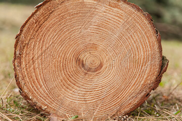 Jahresringe Schwarzkiefer (Pinus Nigra)