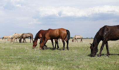 Fototapeta na wymiar three horses chewing grass in a spring field
