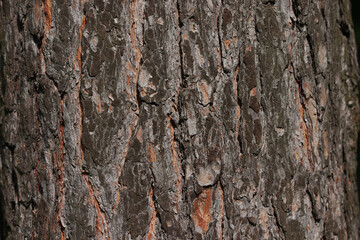 Bark of an old pine tree