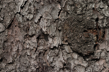 The bark of an old fir tree