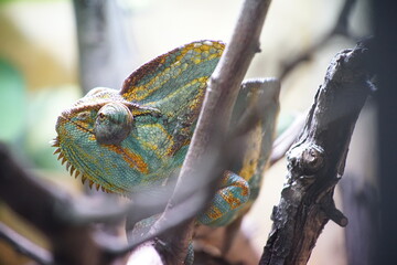 Chameleon