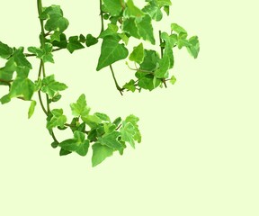 ivy plant isolated over light green with copy space