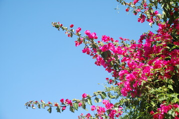 BUGANVILLA