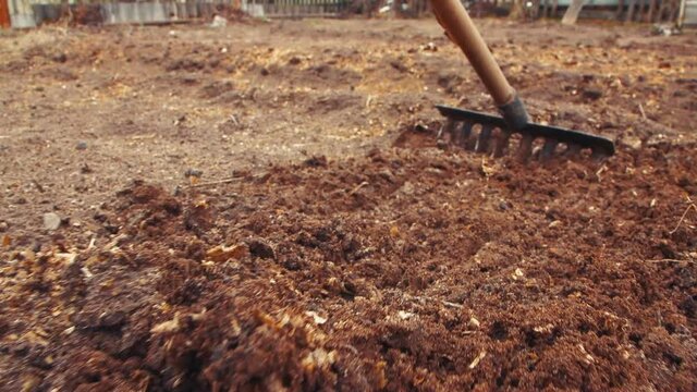 A metal rake flattens the compost bed for close-up planting. The concept of growing vegetables in agriculture on a personal plot, vegetable garden, dacha. On a sunny day.