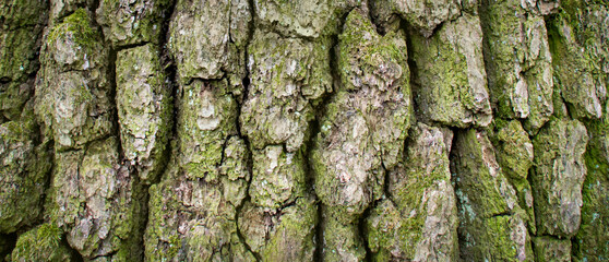 embossed texture of the bark of a tree covered with moss close-up