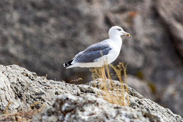 Obraz premium Seagull on rock near cliff. Sea. Sunny autumn day. Side view.