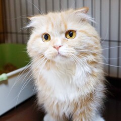portrait of a cat
