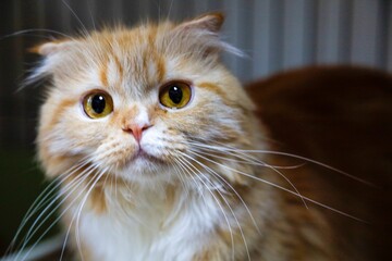 portrait of a cat