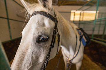 Arabian racehorse in stable yard in wildlife conservation park, Abu Dhabi, United Arab Emirates