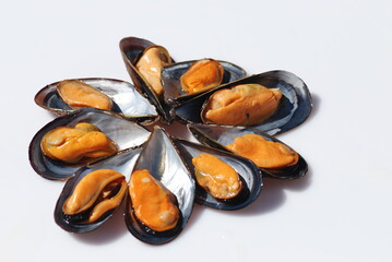 MEJILLONES GALLEGOS, MYTILUS GALLOPROVINCIALIS