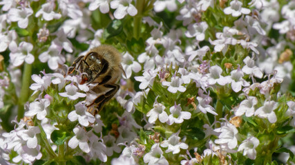Abeilles dans fleurs de thyn