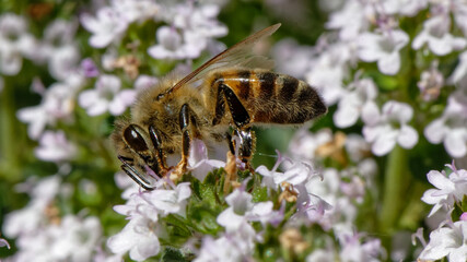 Abeilles dans fleurs de thyn