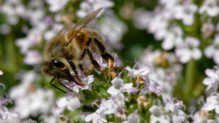 Abeilles dans fleurs de thyn