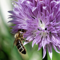 abeille butinant fleur de ciboulette