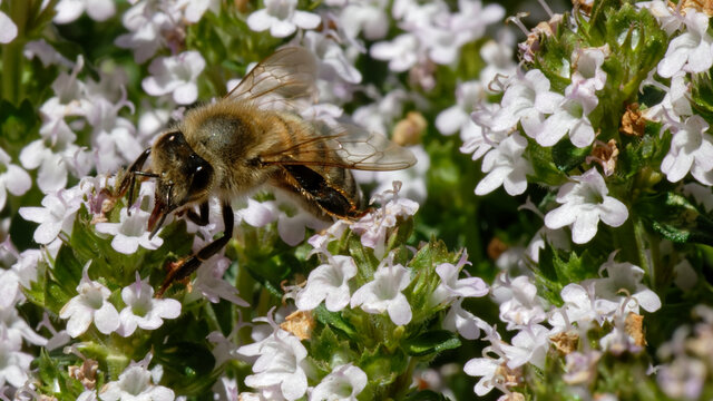 Abeilles dans fleurs de thyn