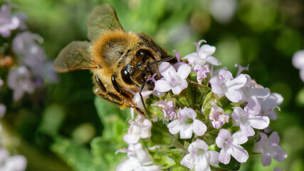 Abeilles dans fleurs de thyn