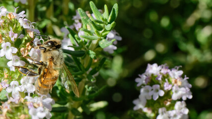 Abeilles dans fleurs de thyn