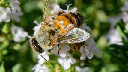 Abeilles dans fleurs de thyn