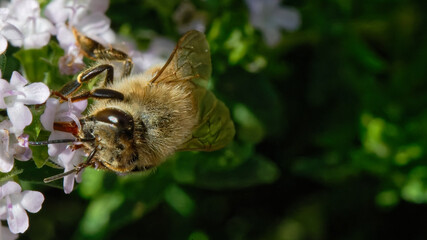 Abeilles dans fleurs de thyn