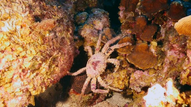 Crab in coral reef of Caribbean Sea, Curacao