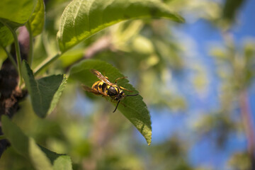 a wasp sits on a tree branch