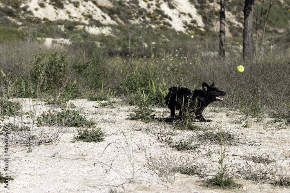 Poster border collie black dog playing with a tennis ball and jumping in the forest