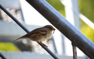 Spatz mit Insekten im Schnabel, zum Füttern der Jungtiere.