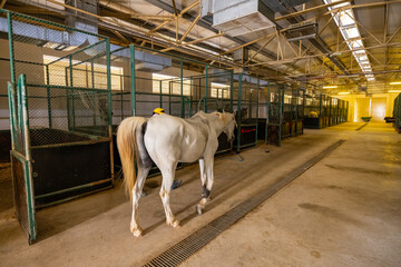 Arabian racehorse in stable yard in wildlife conservation park, Abu Dhabi, United Arab Emirates