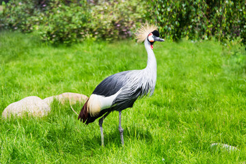 The Eastern crowned crane (Latin: Balearica regulorum gibbericeps) stands against a background of bright green grass on a clear sunny day. Birds ornithology wildlife.