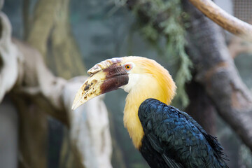 Papuan rhinoceros bird (Latin: Rhyticeros plicatus) with a large nose sits on a tree branch against a background of tropical trees. Birds ornithology wildlife.