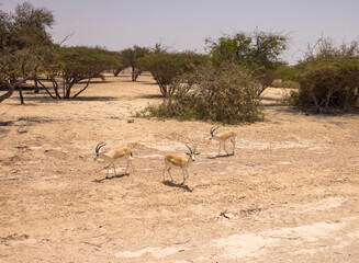 Arabian Sand Gazelle in wildlife conservation park, Abu Dhabi, United Arab Emirates