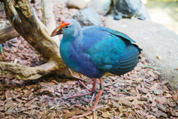 Sultanka (lat. Porphyrio poliocephalus) blue with a red tuft stands on the ground against the background of trees. Birds ornithology wildlife.