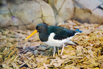 A magpie sandpiper (Latin: Haematopus ostralegus) with an orange beak and a beautiful white breast is looking for food in wood chips against a rock background. Birds ornithology wildlife.