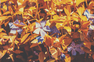 Periwinkle flowers lawn. Spring nature background. Orange colored