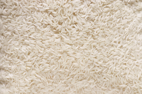 Raw rice Oryza sativa