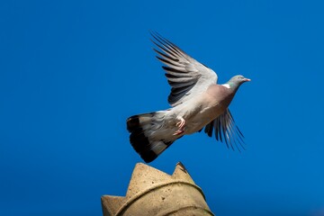 Wood Pigeon Takeoff