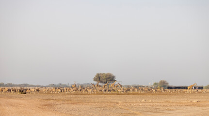 Giraffe in a wildlife conservation park, Abu Dhabi, United Arab Emirates © hyserb
