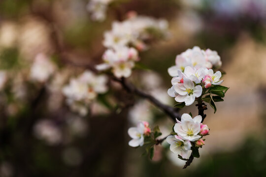 Orchard. Nature background © hannamartysheva