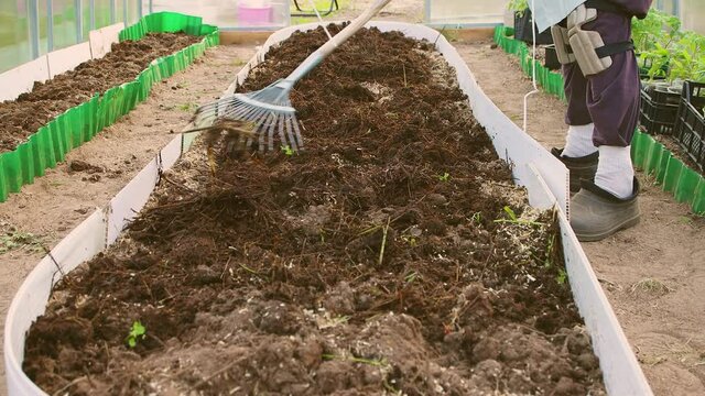 A man spreads compost in a garden bed with a fan rake. Planting seedlings in a greenhouse. The concept of growing vegetables in agriculture on a personal plot, vegetable garden, dacha.