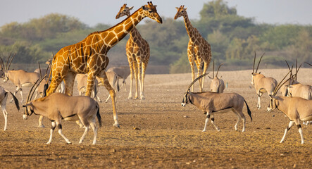 Giraffe in a wildlife conservation park, Abu Dhabi, United Arab Emirates © hyserb