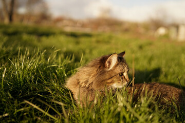 cat in the grass