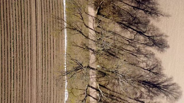 Aerial view drone looking down and moving forward over alley with bare trees and empty barren fields with very dry soil and plough furrows in bright sunlight