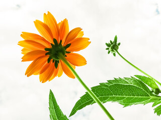 Bright yellow flower on sky background stock photo
