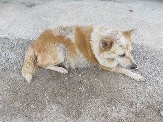 dog on the beach